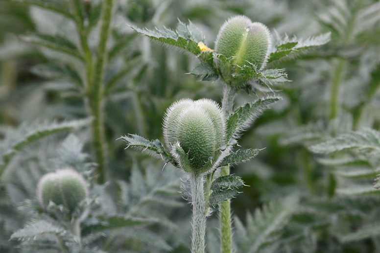 poppy buds